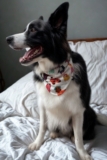 Bandana Pet Tjama Estilo Zoo